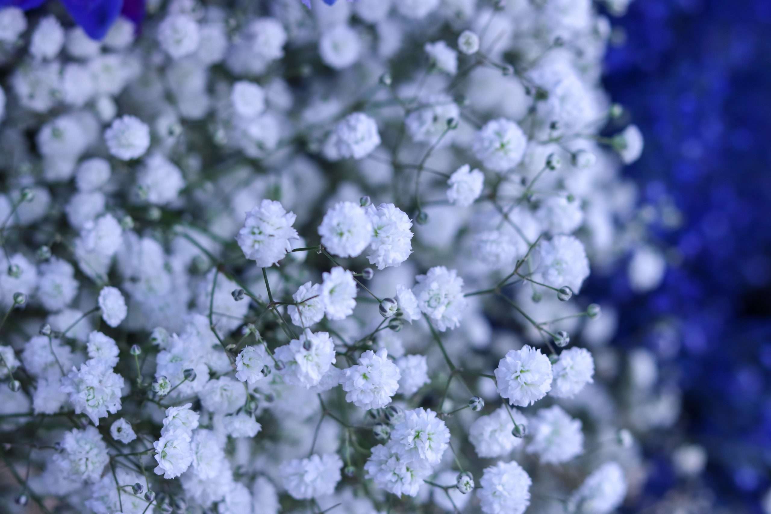 Blumen sind das Lächeln der Erde